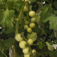 Tomates vertes de la serre KITCHEN STUDIO à Boulogne-Billancourt
